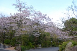 20160404　ゲンペイモモ(源平桃) ヤグチモモ(矢口桃)の花が咲き始めました (1)